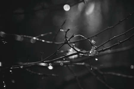 beautiful autumn tree branches dressed in leaves and raindrops shining in the sunの写真素材