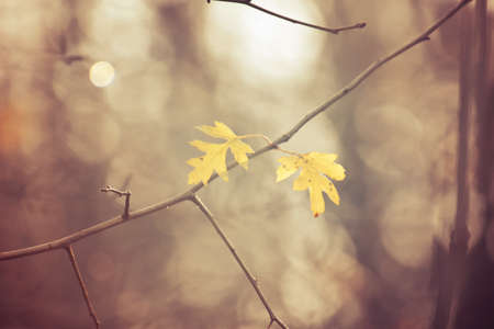 beautiful autumn tree branches dressed in leaves and raindrops shining in the sunの写真素材