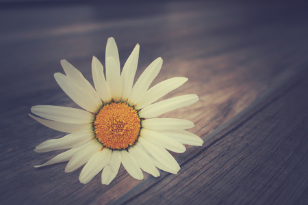 delicate white spring flower daisies lying on a wooden backgroundの写真素材