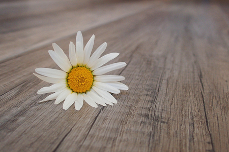 delicate white spring flower daisies lying on a wooden backgroundの写真素材