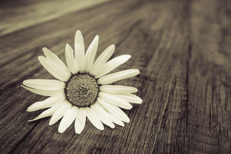 delicate white spring flower daisies lying on a wooden backgroundの写真素材