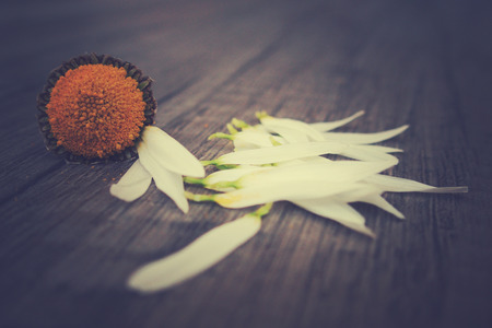 delicate white spring flower daisies lying on a wooden background