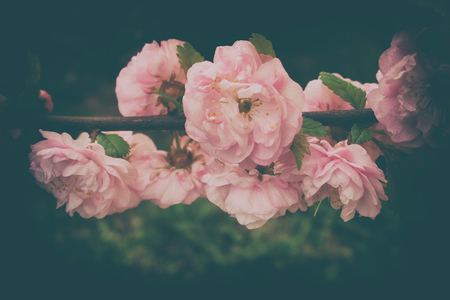 beautiful spring twig of a shrub with pink delicate almond flowersの写真素材