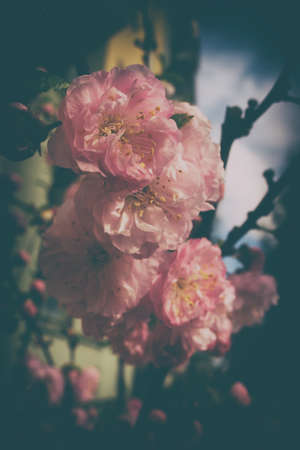 beautiful spring twig of a shrub with pink delicate almond flowers
