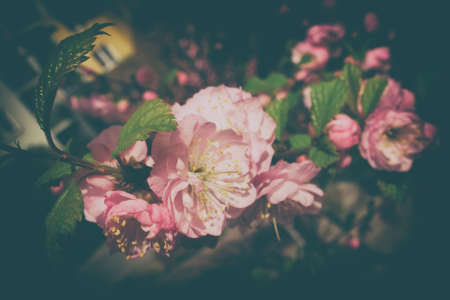beautiful spring twig of a shrub with pink delicate almond flowersの写真素材