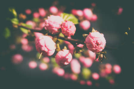 beautiful spring twig of a shrub with pink delicate almond flowersの写真素材