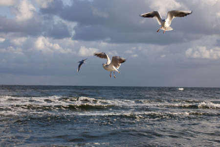 playing white gulls on a spring beach at the Baltic Seaの写真素材