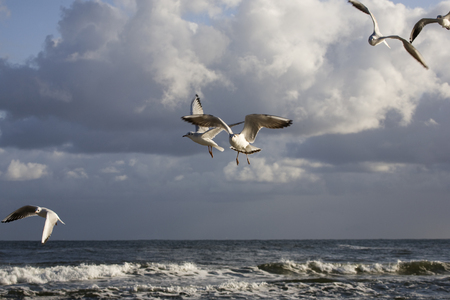 playing white gulls on a spring beach at the Baltic Seaの写真素材