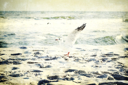 playing white gulls on a spring beach at the Baltic Seaの写真素材