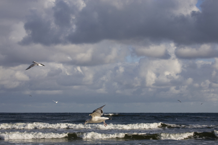 playing white gulls on a spring beach at the Baltic Seaの写真素材
