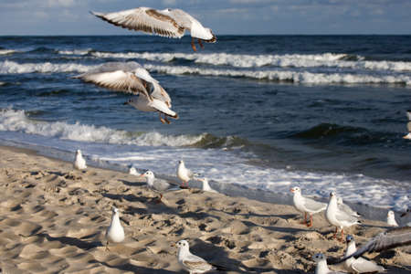 playing white gulls on a spring beach at the Baltic Seaの写真素材