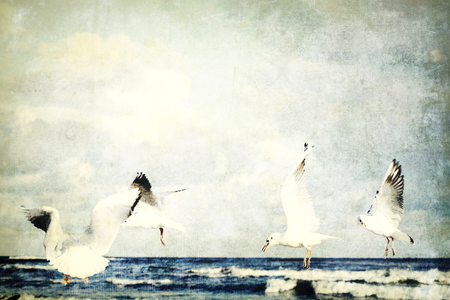 playing white gulls on a spring beach at the Baltic Seaの写真素材