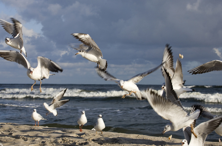 playing white gulls on a spring beach at the Baltic Seaの写真素材