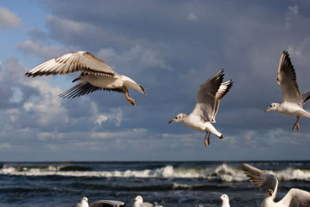 playing white gulls on a spring beach at the Baltic Seaの写真素材