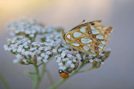 Brown butterfly sitting on a summer field white flowerの写真素材