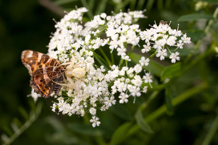 A small white spider eats a butterfly on a summer flowerの写真素材