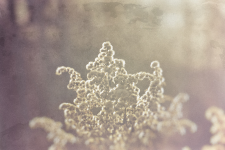 charming field flowers in the cold light of the January parishの写真素材