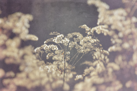 charming field flowers in the cold light of the January parishの写真素材