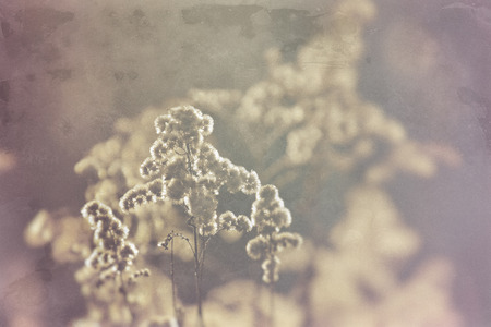 charming field flowers in the cold light of the January parishの写真素材