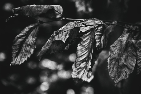 beautiful autumn old leaves in cold daylightの写真素材