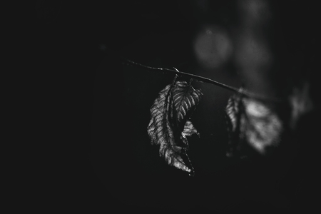 beautiful autumn old leaves in cold daylightの写真素材