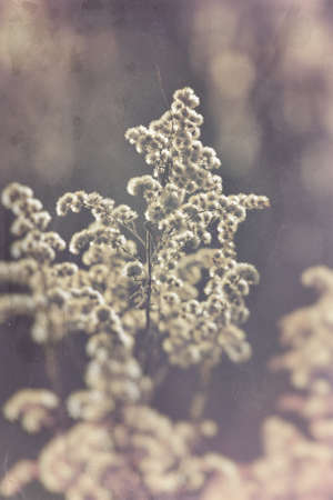 charming field flowers in the cold light of the January parishの写真素材