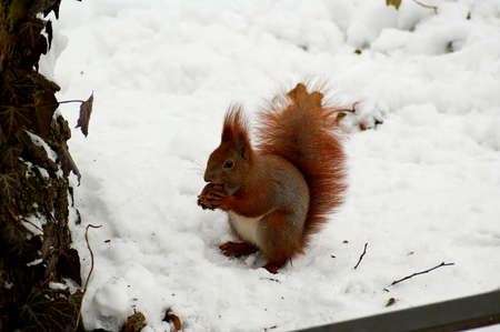 adorable little red squirrel running on white snow
