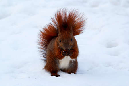 adorable little red squirrel running on white snow