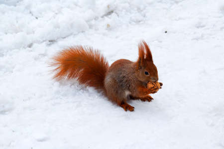 adorable little red squirrel running on white snowの写真素材