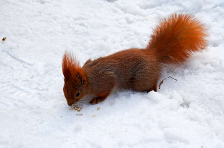 adorable little red squirrel running on white snowの写真素材