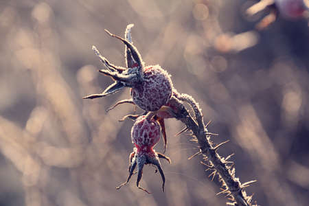 wild rose berries covered with frost in the cold morning lightの写真素材