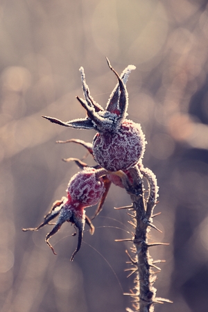 wild rose berries covered with frost in the cold morning lightの写真素材