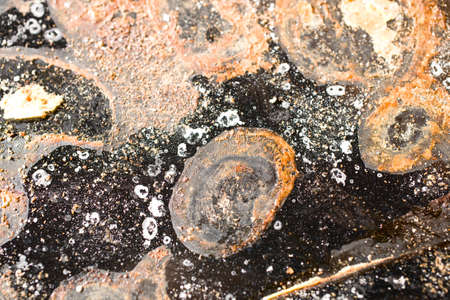 different size of the text brown-beige ellipses on a black backgroundの写真素材