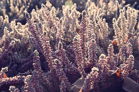 beautiful frosted white and purple heathers in the morning cold morning lightの写真素材
