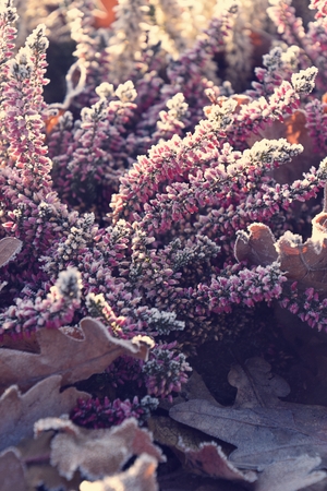 beautiful frosted white and purple heathers in the morning cold morning lightの写真素材