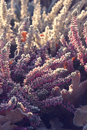 beautiful frosted white and purple heathers in the morning cold morning lightの写真素材