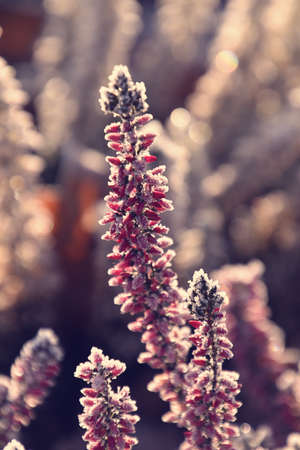 beautiful frosted white and purple heathers in the morning cold morning lightの写真素材
