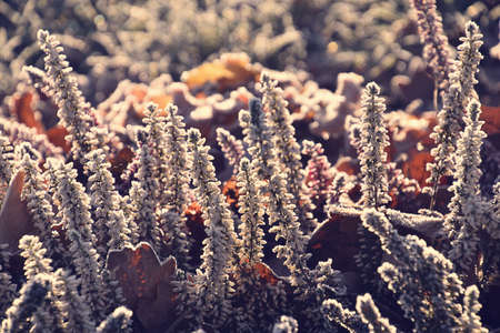 beautiful frosted white and purple heathers in the morning cold morning lightの写真素材