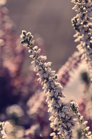 beautiful frosted white and purple heathers in the morning cold morning lightの写真素材