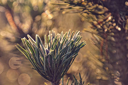 a lovely frosted green star twig of a Christmas tree in the winter sun