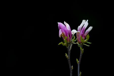 beautiful spring delicate magnolia blossom on tree branchesの写真素材