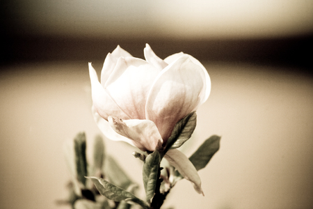 beautiful spring delicate magnolia blossom on tree branchesの写真素材