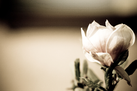beautiful spring delicate magnolia blossom on tree branchesの写真素材