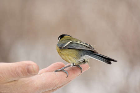 adorable bird titmouse eating winter seeds from the hand of a manの写真素材