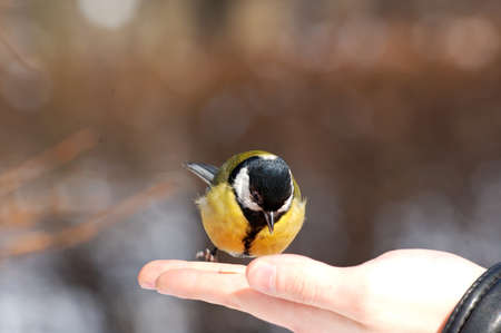 adorable bird titmouse eating winter seeds from the hand of a manの写真素材
