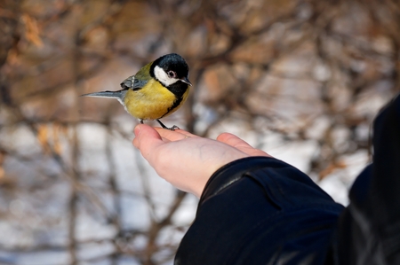 adorable bird titmouse eating winter seeds from the hand of a man