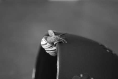 colorful little snail wandering on a navy cupの写真素材