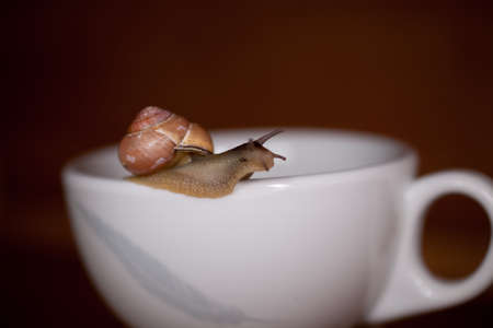 colorful little snail wandering on awhite  cupの写真素材