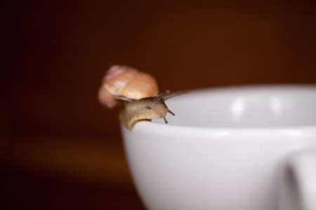 colorful little snail wandering on awhite  cupの写真素材