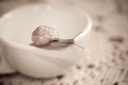 colorful little snail wandering on awhite  cupの写真素材